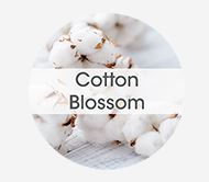 REFILL, OFRSH COTTON BLOS 8/BX - 728606